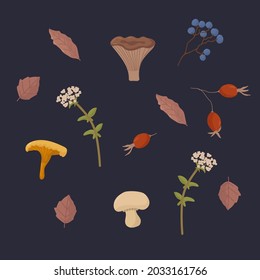 Autumn set with wild mushrooms, berries and plants. Organic natural edible mushrooms for design. Vector illustration