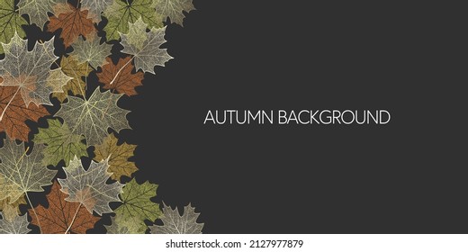Autumn skeleton maple leaves on dark background. Frame made of fall leaves. Vector illustration