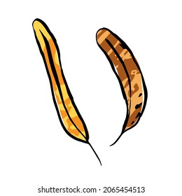 Autumn sketch color leaves. Hand-drawn line textured herb on white background. Doodle graphic plant image. Nature, gardening, forest, fall sign. long inked leaf. Vector botanical season illustration