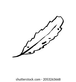 Autumn sketch outline leaf. Hand-drawn line textured herb on white background. Doodle graphic plant image. Nature, gardening, forest, fall sign. long inked leaf. Vector botanical season illustration