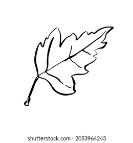 Autumn sketch outline leaf. Hand-drawn line textured herb on white background. Doodle graphic plant image. Nature, gardening, forest, fall sign. Carved inked leaf. Vector botanical season illustration