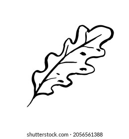 Autumn sketch outline oak leaf. Hand-drawn textured herb on white background. Doodle plant image. Nature, forest, ikebana, fall, summer sign. Carved inked leaf. Vector botanical season illustration