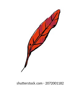 Autumn sketch red color leaf. Hand-drawn line textured herb on white background. Doodle graphic plant image. Nature, gardening, forest, fall sign. long inked leaf. Vector botanical season illustration