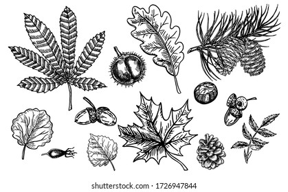 Autumn sketch set with leaves, berries, fir cones, nuts, mushrooms and acorns. Detailed forest botanical elements. Vintage fall seasonal decor. Oak, maple, chestnut leaf drawing. Vector illustration.