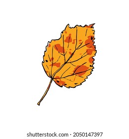 Autumn sketch yellow Birch leaf. Hand-drawn color textured herb on white background. Doodle plant image. Nature, forest, ikebana, fall sign. Carved inked leaf. Vector botanical season illustration