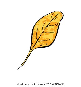 Autumn sketch yellow ink leaf. Hand-drawn color textured herb, twig on white background. Doodle plant image. Nature, gardening, forest, fall sign. Ecology symbol. Vector botanical season illustration