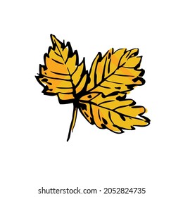 Autumn sketch yellow leaf. Hand-drawn color textured herb, twig on white background. Doodle plant image. Nature, gardening, forest, fall sign. Carved inked leaf. Vector botanical season illustration
