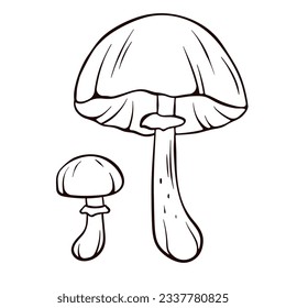 Autumn skullcap inedible mushroom in line art style. Poisonous plants sketch. Vector illustration isolated on a white background. Deadly fungus Galerina marginata.