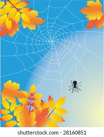 Autumn spider web