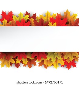 Autumn square background with beautiful color maple leaves and white paper banner. Season decoration - Vector
