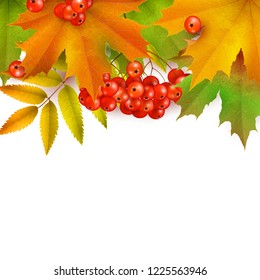 Autumn square background or border, autumn leaves and berries, isolated on white background