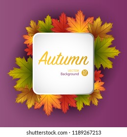 Autumn square banner background  with maple leaf