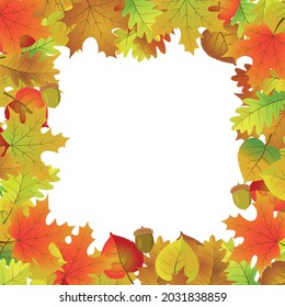 Autumn square frame made of maple linden oak leaves and acorns.
