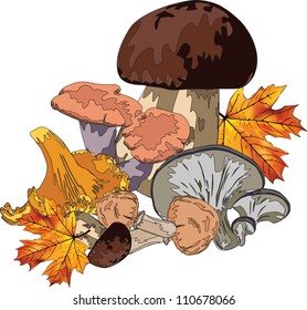 autumn still life with mushrooms and maple leaves on a white background