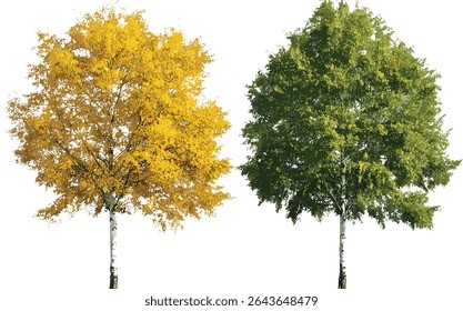 Outono e verão Betula pêndula árvore coleção, ilustração vetorial, árvore isolada sobre fundo transparente, floresta decídua, vegetação natural, vegetação paisagística, folhagem.