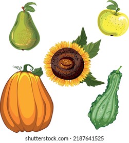 autumn and summer fruits pumpkin apple pear sunflower