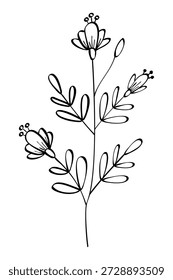 Otoño verano primavera ramita brote de planta silvestre con flores y hojas de estambres dibujados con contorno de línea negra para el patrón decorativo. Ilustración vectorial.