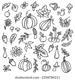 Autumn symbols. Set of autumn elements: leaves, berries, fruits, vegetables, mushrooms, acorns. Hand-drawn, sketch. Vector illustration in doodle style.

