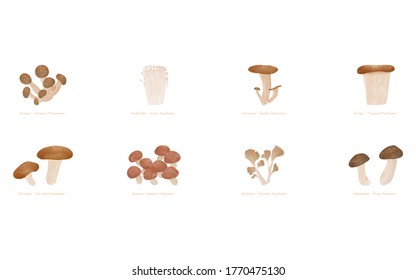 Autumn Taste, Simple Illustration Of Mushrooms: Matsutake, Maitake, Shiitake And Other Set
Vector Illustration