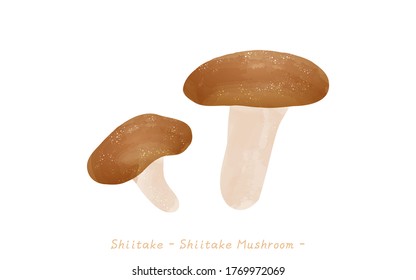 Autumn Taste, Simple Mushroom Illustration Shiitake
Vector Illustration