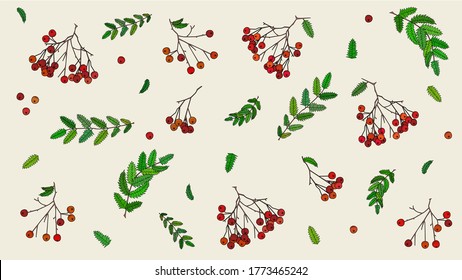 Autumn theme of rowan berries and leaves, green-coloured leaves, red and orange rowanberries