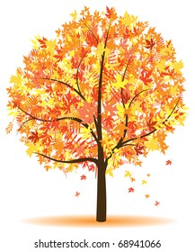 autumn tree