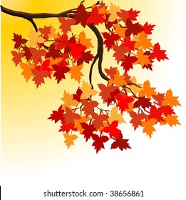 Autumn tree with color leafs