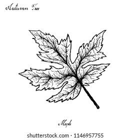 Autumn Tree, Illustration Hand Drawn of Beautiful Maple Leaf Isolated on White Background. Also Appearing in Europe, Northern Africa and North America in Autumn Season. 