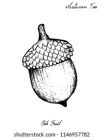 Autumn Tree, Illustration Hand Drawn of Acorn or Oak Nut. Symbolic Tree to Show The Signs of Autumn Season. 