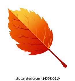 Hoja de árbol de otoño. Colección Caída. Ilustración vectorial.