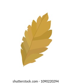 Autumn Tree leaf vector illustration