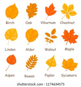 Autumn tree leaves color vector icons set, Flat design