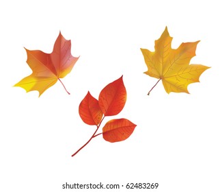 Autumn tree leaves, made by gradient mesh