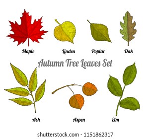 Autumn tree leaves set with their names. It is leaf of ash, oak, maple and other different trees.