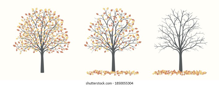 Herbstbaum mit Blättern und ohne Blätter in drei Versionen auf hellem Hintergrund