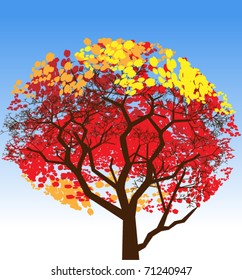 Autumn tree. Powerful tree in a bright colorful attire of autumn  leaves
