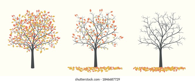 Herbstbaum mit roten und gelben Blättern in drei Versionen mit Blättern und ohne Blätter auf hellem Hintergrund