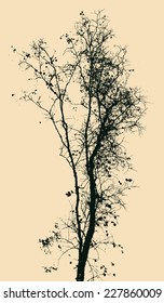 Autumn tree silhouette. detailed vector illustration