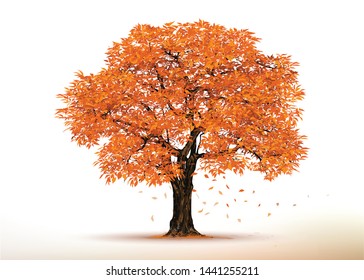Autumn tree vector.Realistic  Trees Isolated on White Background.