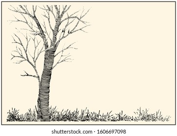A autumn tree without leaves and a grass on the white backgroud. Black and white dashed style sketch, line art, drawing with pen and ink. Retro vintage picture.