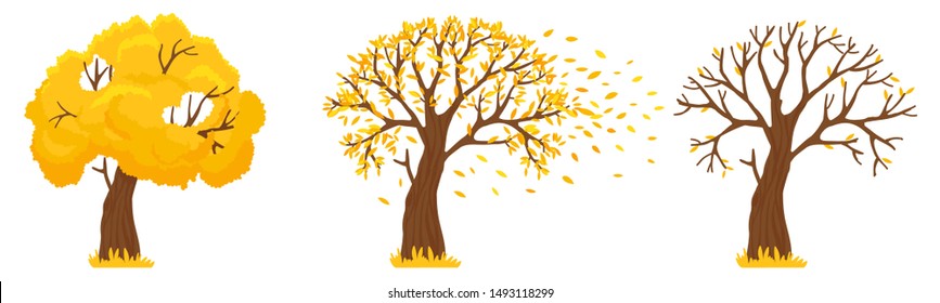 Autumn tree. Yellow leaves fall, trees with fallen leaves and orange leafs fly. Canada october and september autumnal season golden garden tree foliage isolated vector illustration