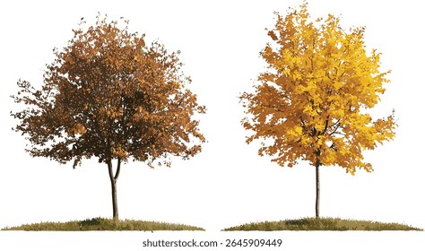 Autumn trees set with Hamamelis × intermedia, Populus tremula, isolated vector illustration, small deciduous trees, seasonal design, landscape composition, cutout, nature tree.