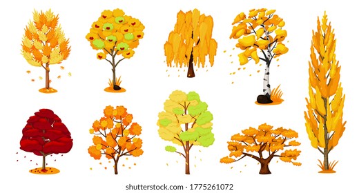 Autumn trees set. Isolated oak, birch, maple tree plant with yellow and orange fall foliage leaves icon collection. Vector autumn season forest nature and environment illustration