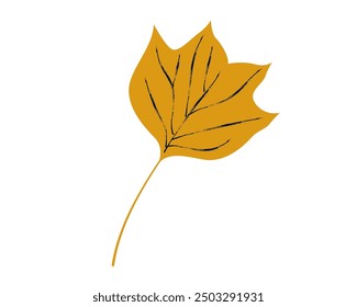 Autumn tulip tree leaf isolated on white background