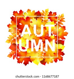 Autumn typographic. Fall leaf. Vector illustration.