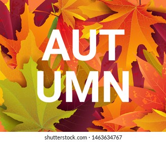 Autumn vector background with bright autumn leaves and space for text. Good for cards, banners templates, web, poster. Autumn advertising design.