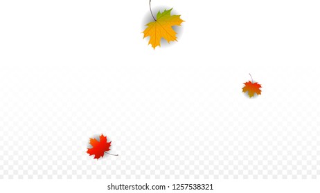 Autumn Vector Background with Golden Falling Leaves. Autumn Illustration with Maple Red, Orange, Yellow Foliage. Isolated Leaf on Transparent Background. Bright Swirl. Suitable for Posters.