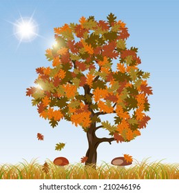Autumn vector background. The autumn oak tree with grass and mushrooms.