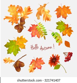Autumn vector collection of fall leaves on white background