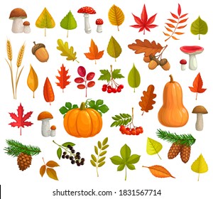 Autumn vector icons cartoon falling leaves, pumpkin, mushrooms, pine cones. Maple, oak or poplar and birch tree with chestnut leaf and rowan. Fall seasonal ripe berries, wheat ears and fall foliage.